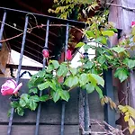 La Casita / * Santa Gadea (Castile and Leon)