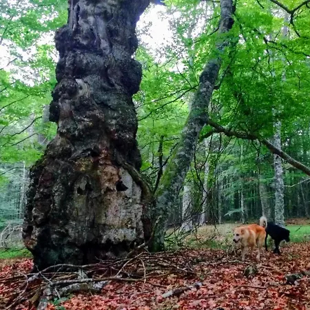 La Casita / * Santa Gadea (Castile and Leon)