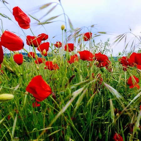 La Casita / * Santa Gadea (Castile and Leon)