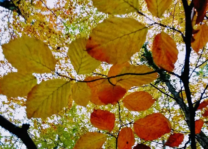 Apartmán La Casita / *