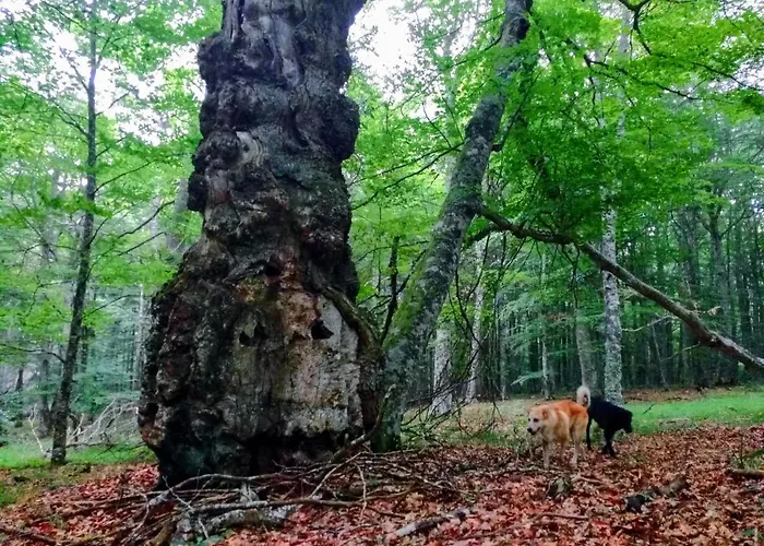 La Casita / * Santa Gadea (Castile and Leon)