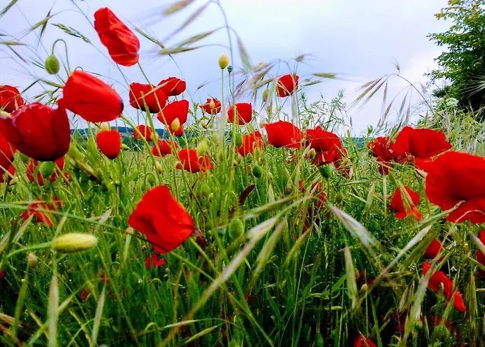 La Casita / * Santa Gadea (Castile and Leon)